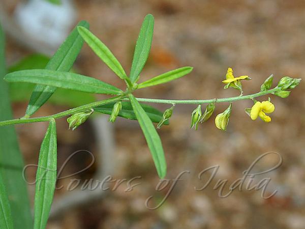 Narrow-Leaved Milkwort